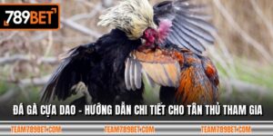 Đá Gà Cựa Dao - Hướng Dẫn Chi Tiết Cho Tân Thủ Tham Gia