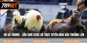 Đá Gà Thomo - Sân Chơi Cược Gà Trực Tuyến Đảm Bảo Thưởng Lớn