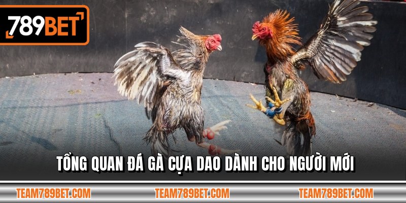 Tổng quan đá gà cựa dao dành cho người mới